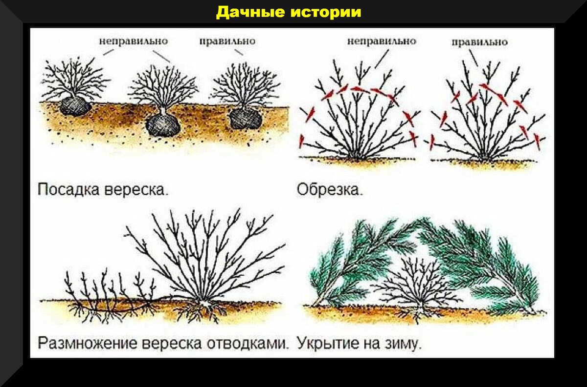 Посадка уход открытом грунте. Размножение вереска отводками. Вереск посадка в Подмосковье. Схема посадки вереска. Вереск обыкновенный размножение.