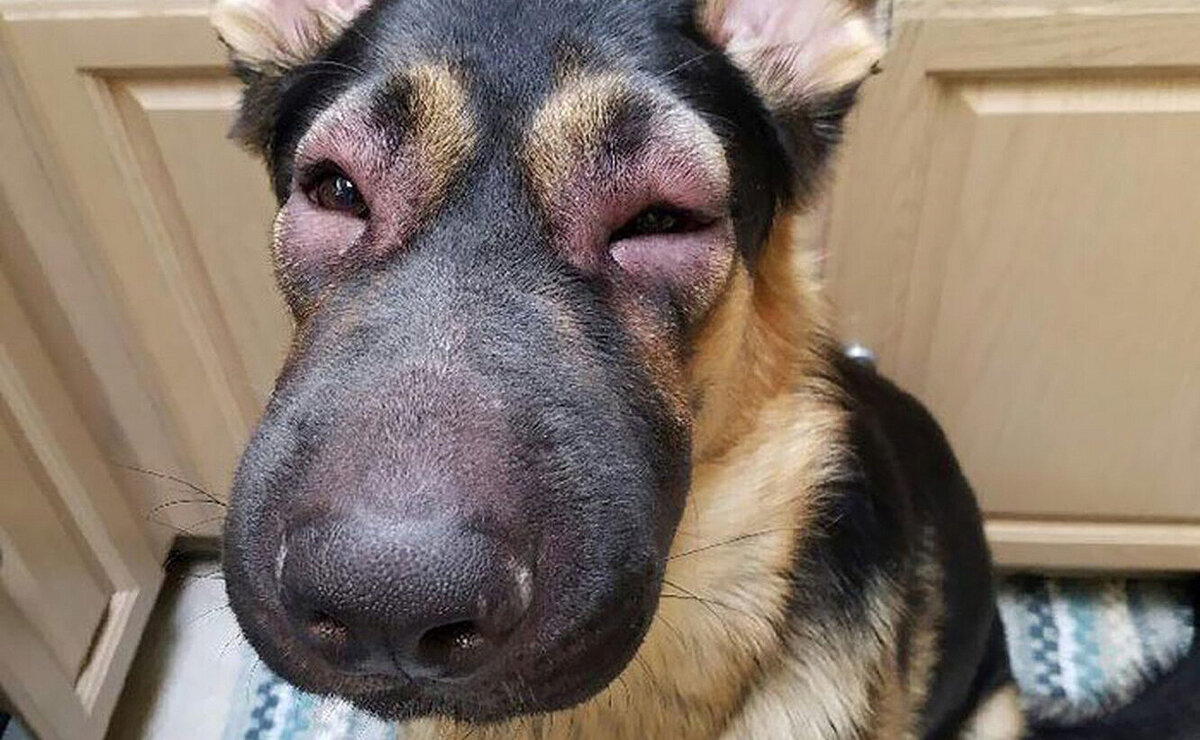 Как выглядит укус пчелы у собаки фото