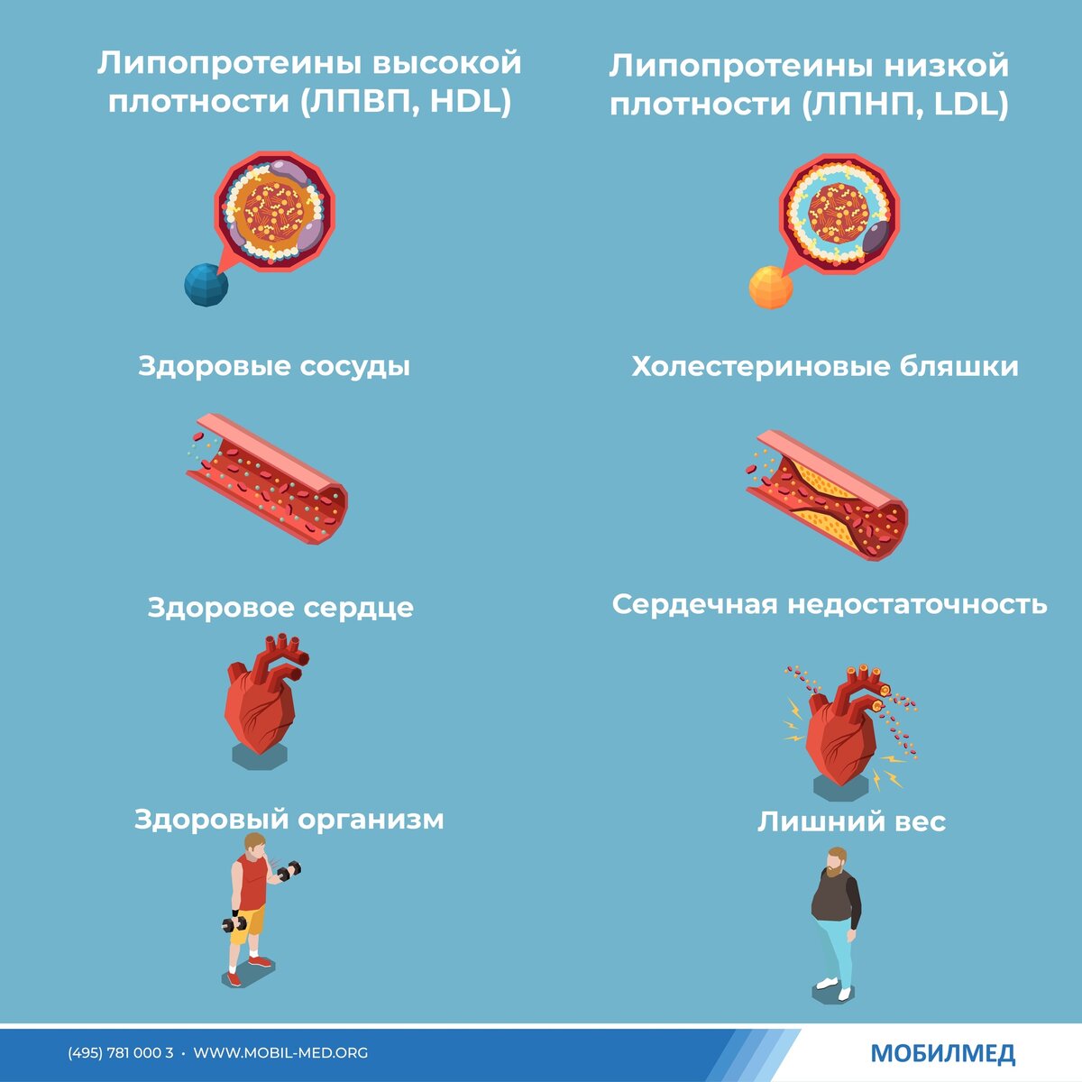 Проблема повышенного холестерина в том, что догадаться о ней можно лишь по нескрываемой любви человека к жареной картошечке, мясу и прочим жирным и жареным вкусностям, наряду с отсутствием активного