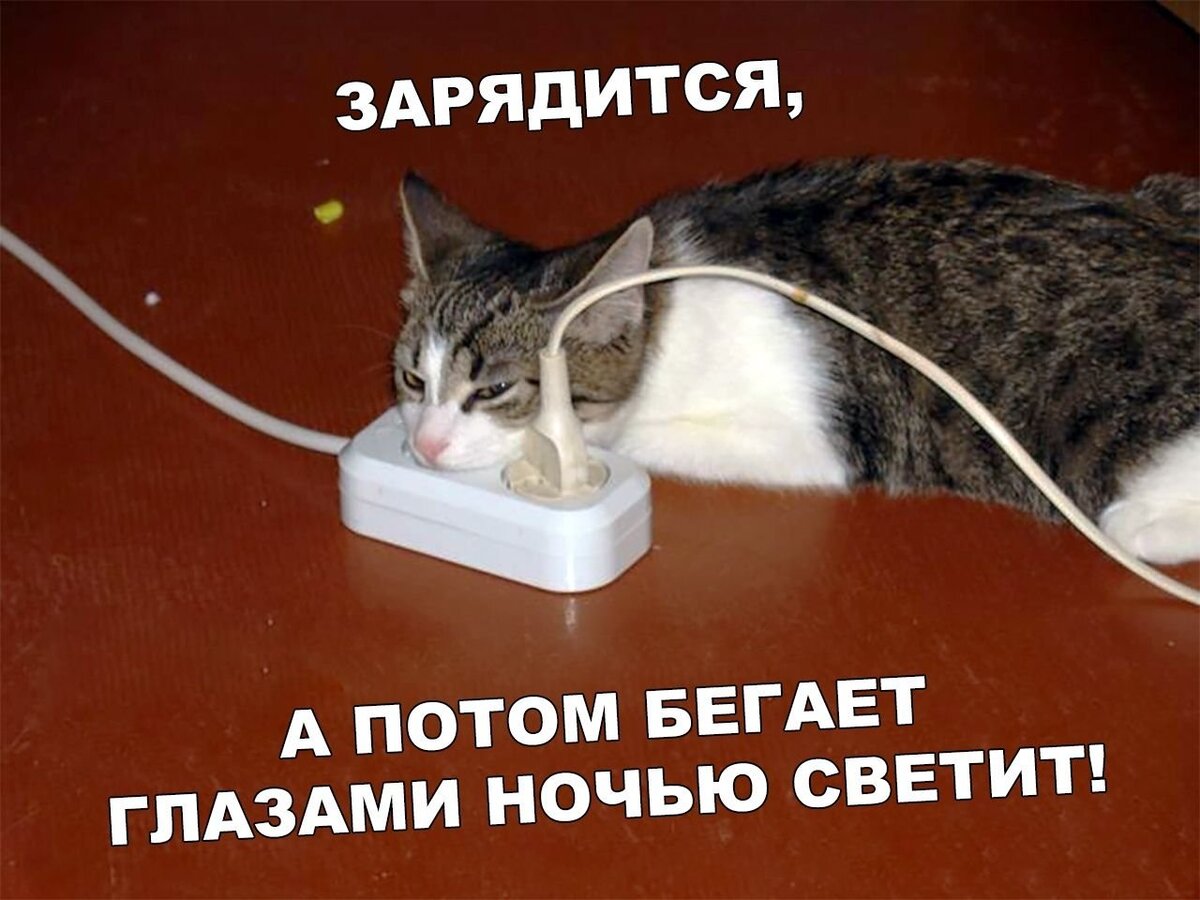 Кота ударило током фото