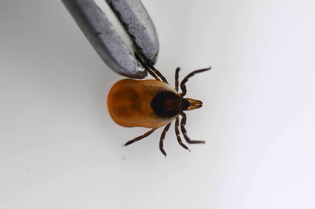    Что делать в случае укуса клеща?