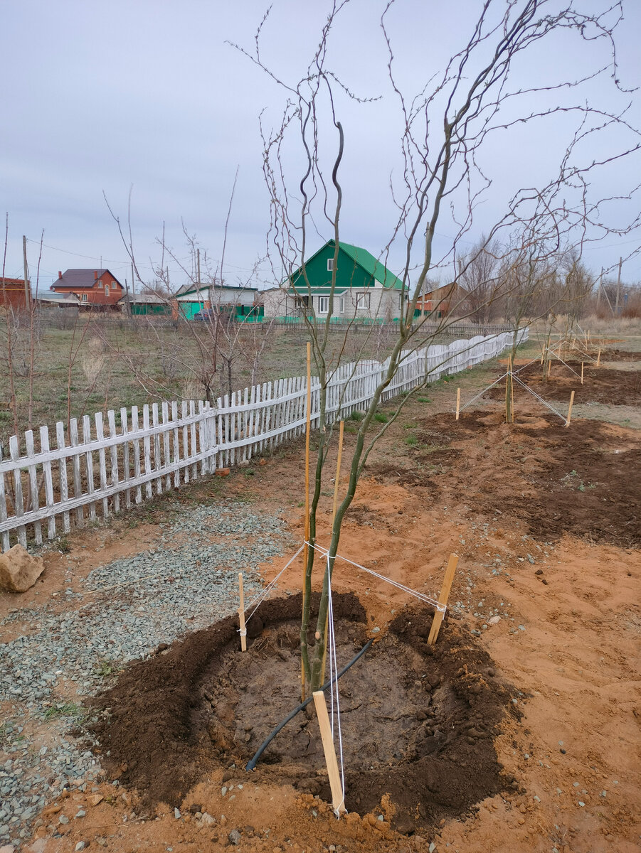 Ива сорта "Урал".