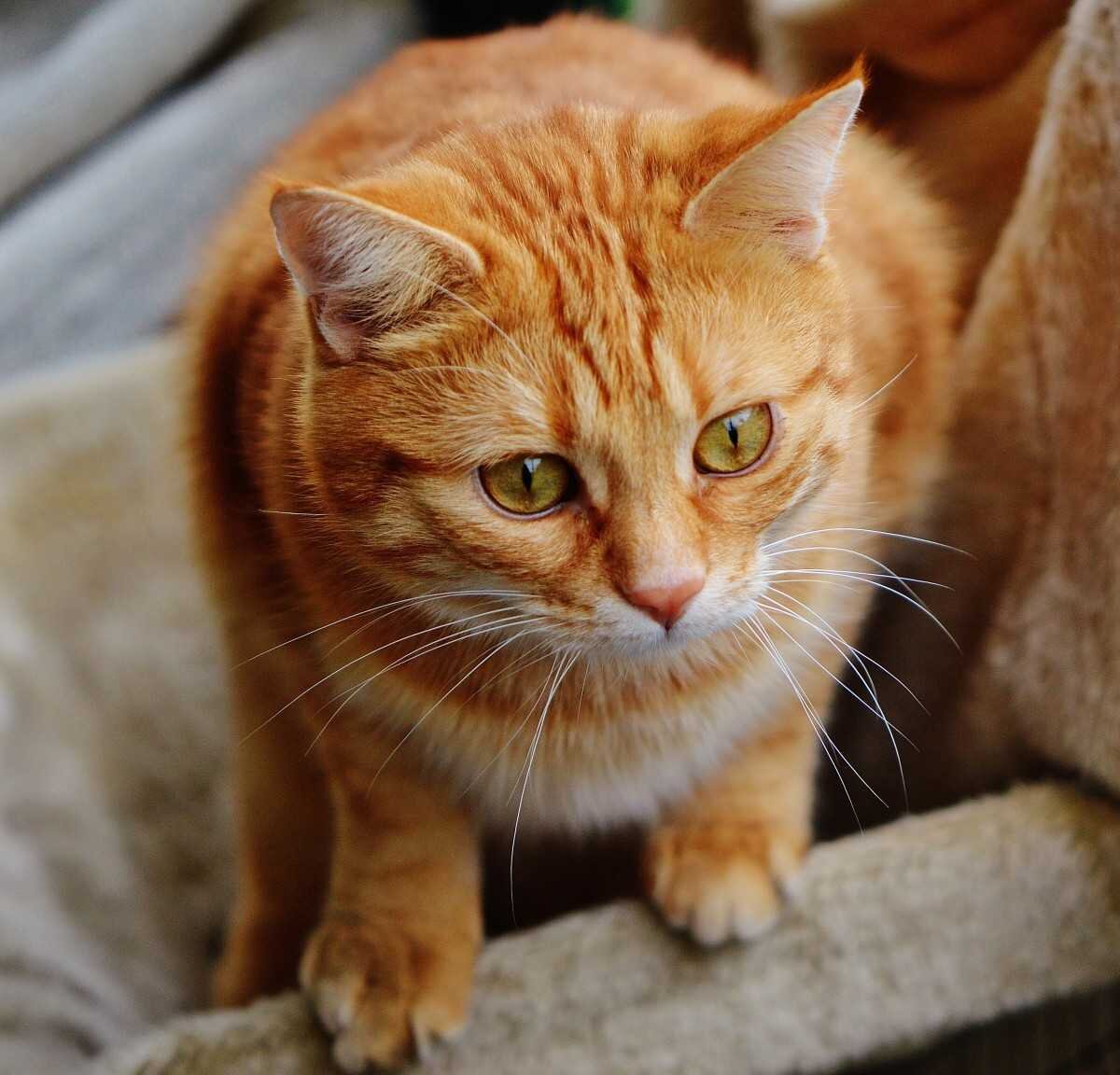 Фото из Яндекс.Картинки