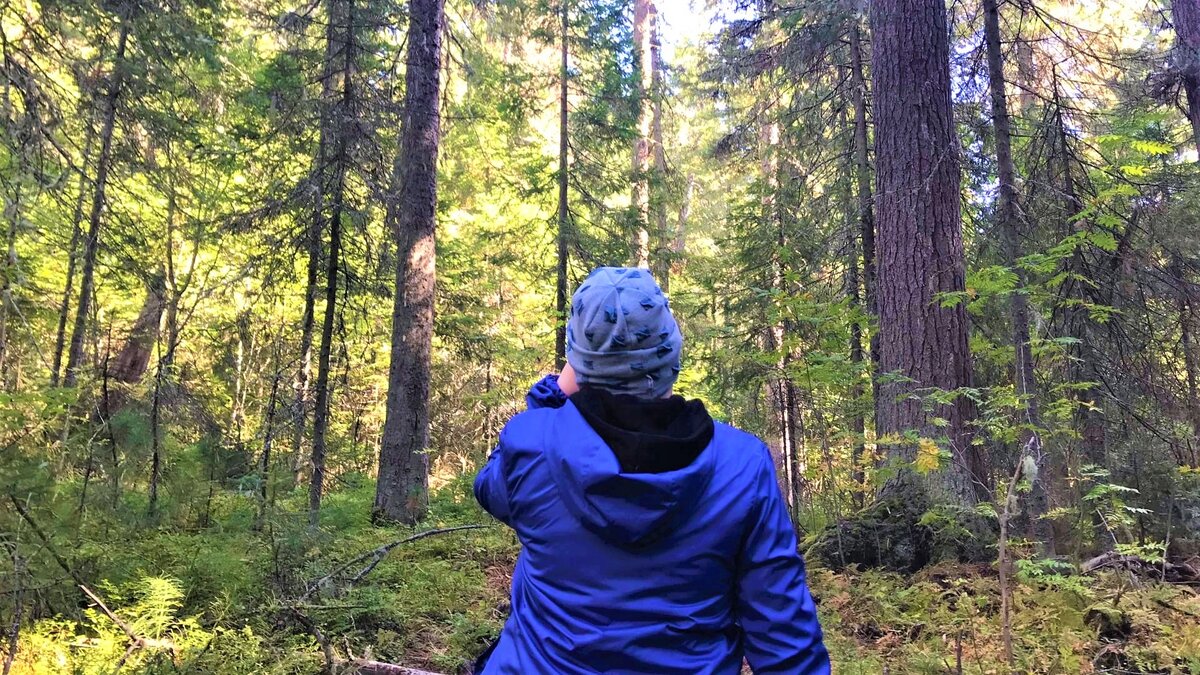    В Югре проходит экологический конкурс «Благословляю Вас, леса!»