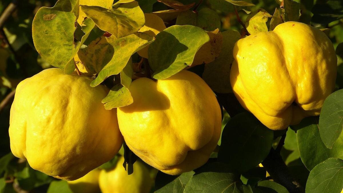    Айва на дереве:Pixabay