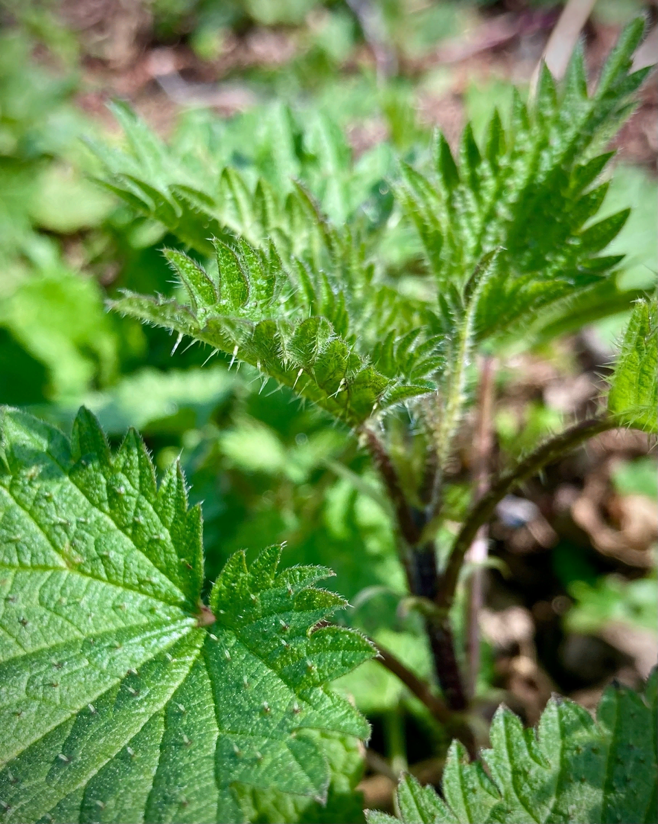 И это крапива