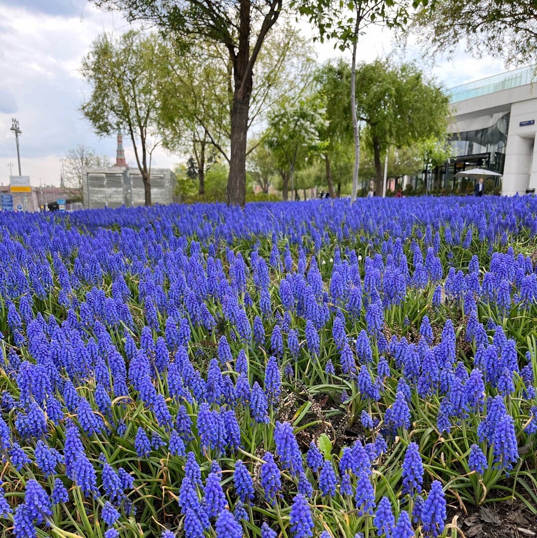 Синие цветы в парке "Зарядье"