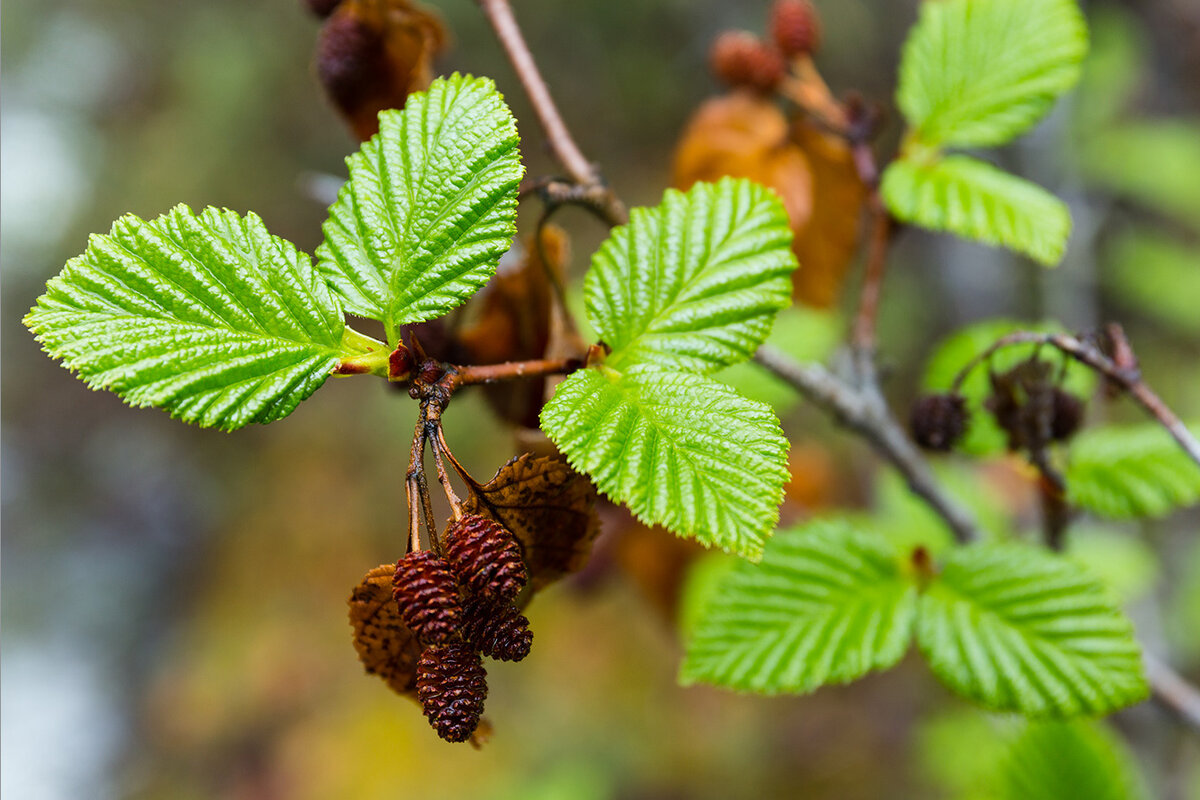 Ольха кустарниковая Duschekia fruticosa