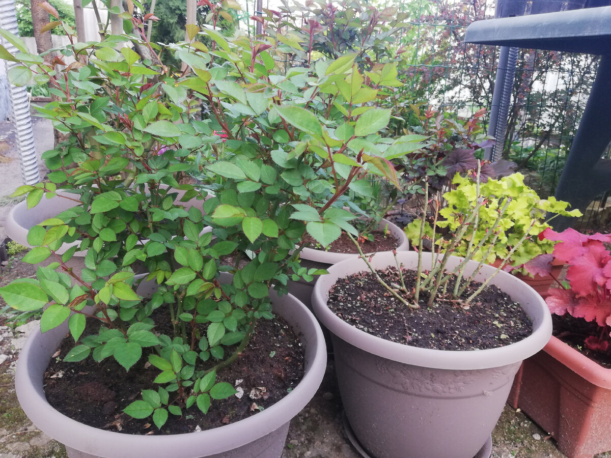 Две розы Кордана в кашпо, справа - та, что передумала расти