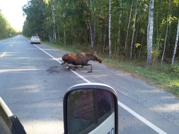 Этого лося можно было бы спасти, да только никто не будет этим заниматься