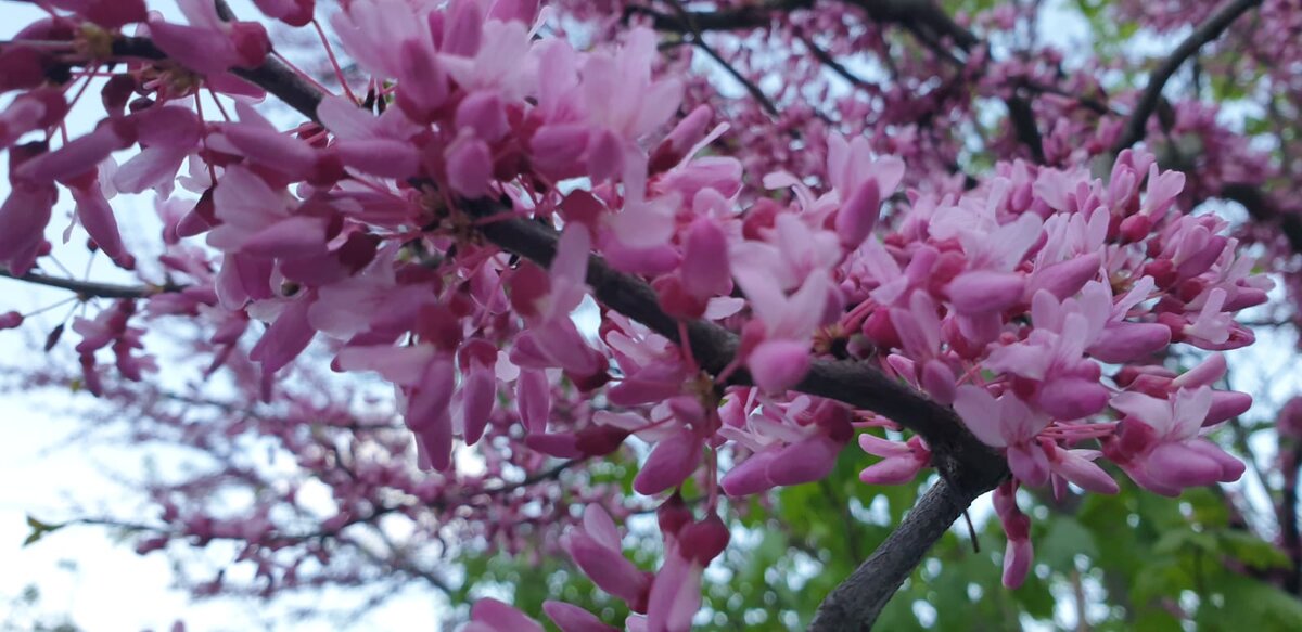 Фото Елены Лабо