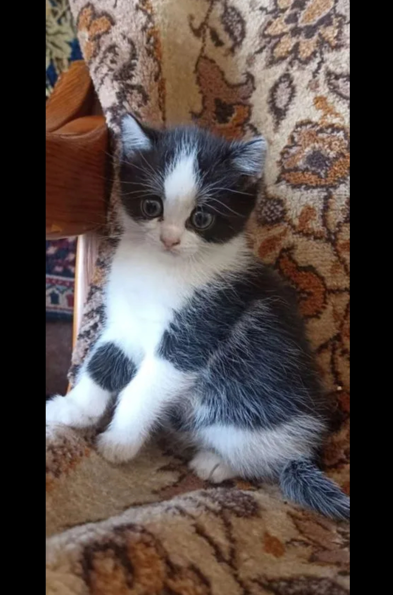 Котенок Бося, она же Буся (фотография из личного архива)