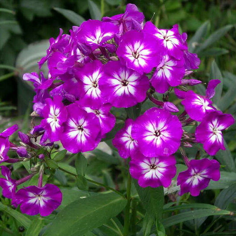 Флоксы. Одни из моих любимых цветов.