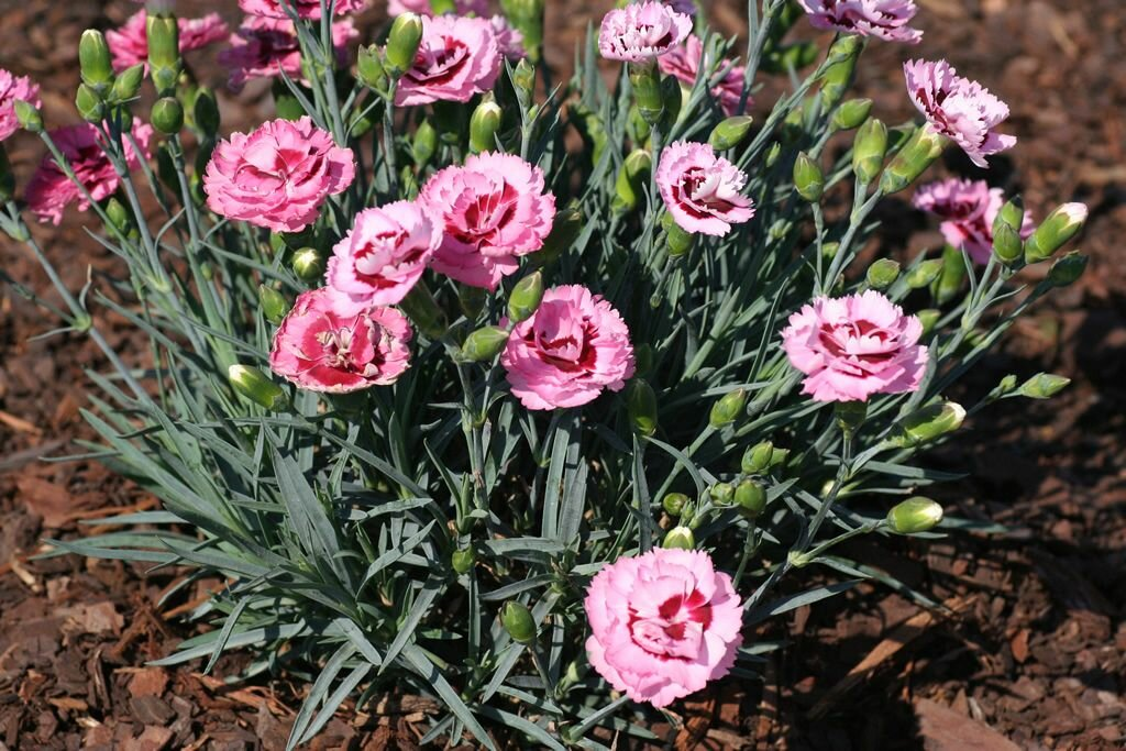 Гвоздика Dianthus Doris