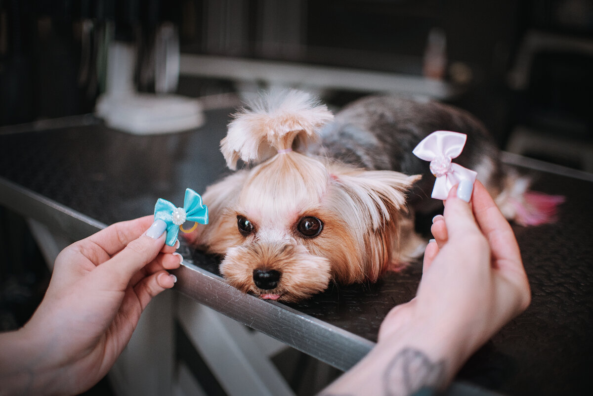 Barberdog