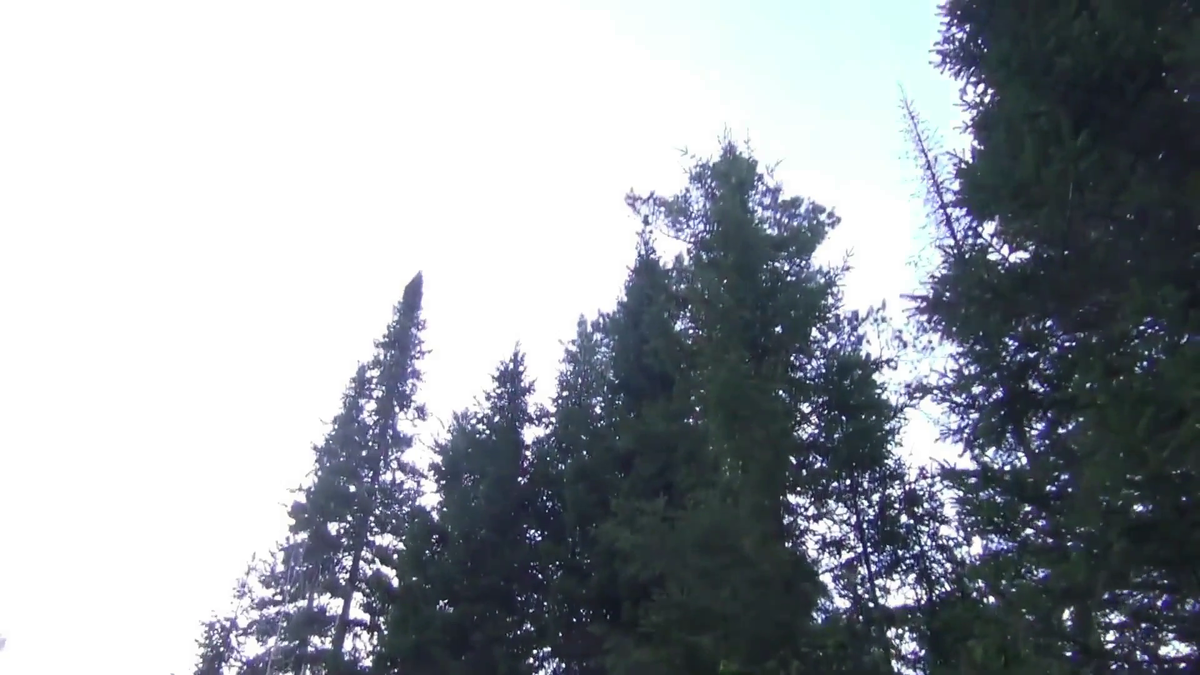 Иван с ВЕДРОМ каном рыбы залазил на ВЫСОКУЮ ЕЛЬ от МЕДВЕДЯ. - (смотрите на видео внизу статьи)