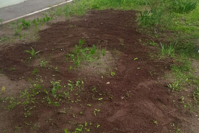    Газон у дома 28 в Раменском © Пресс-служба Главного управления содержания территорий Московской области