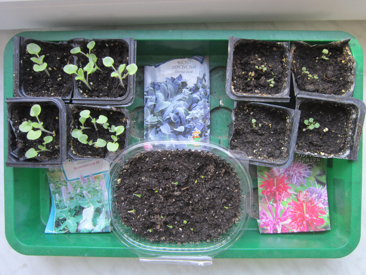 Эх, раз, ещё раз. Слева направо: шалфей мускатный, стахис Византийский, монарда двойчатая.