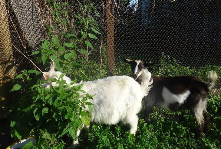    Чем убрать запах в козлятнике