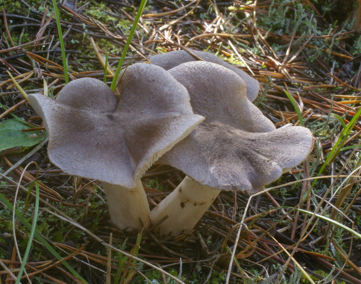 Рядовки грибы мышата. Рядовка Земляная [1457] Tricholoma terreum. Серая рядовка мышата. Рядовка штриховатая.