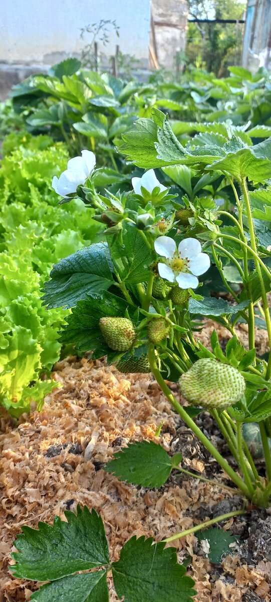 А вот как хорошо смотрятся салат и клубника на одной грядке! И как изящны капельки росы на клубничных листьях.