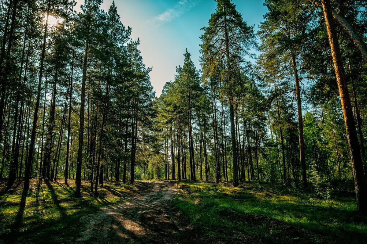 Хвойный лес России