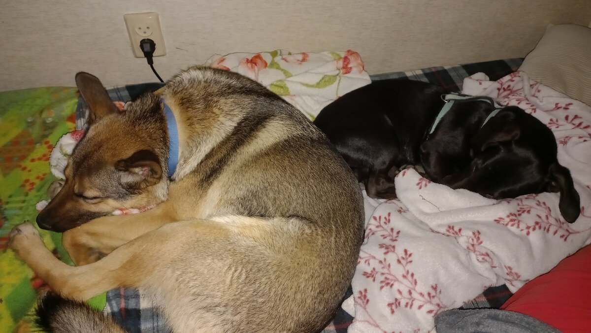 Такие хорошие, когда спят в гнезде из пледов. Фото автора 