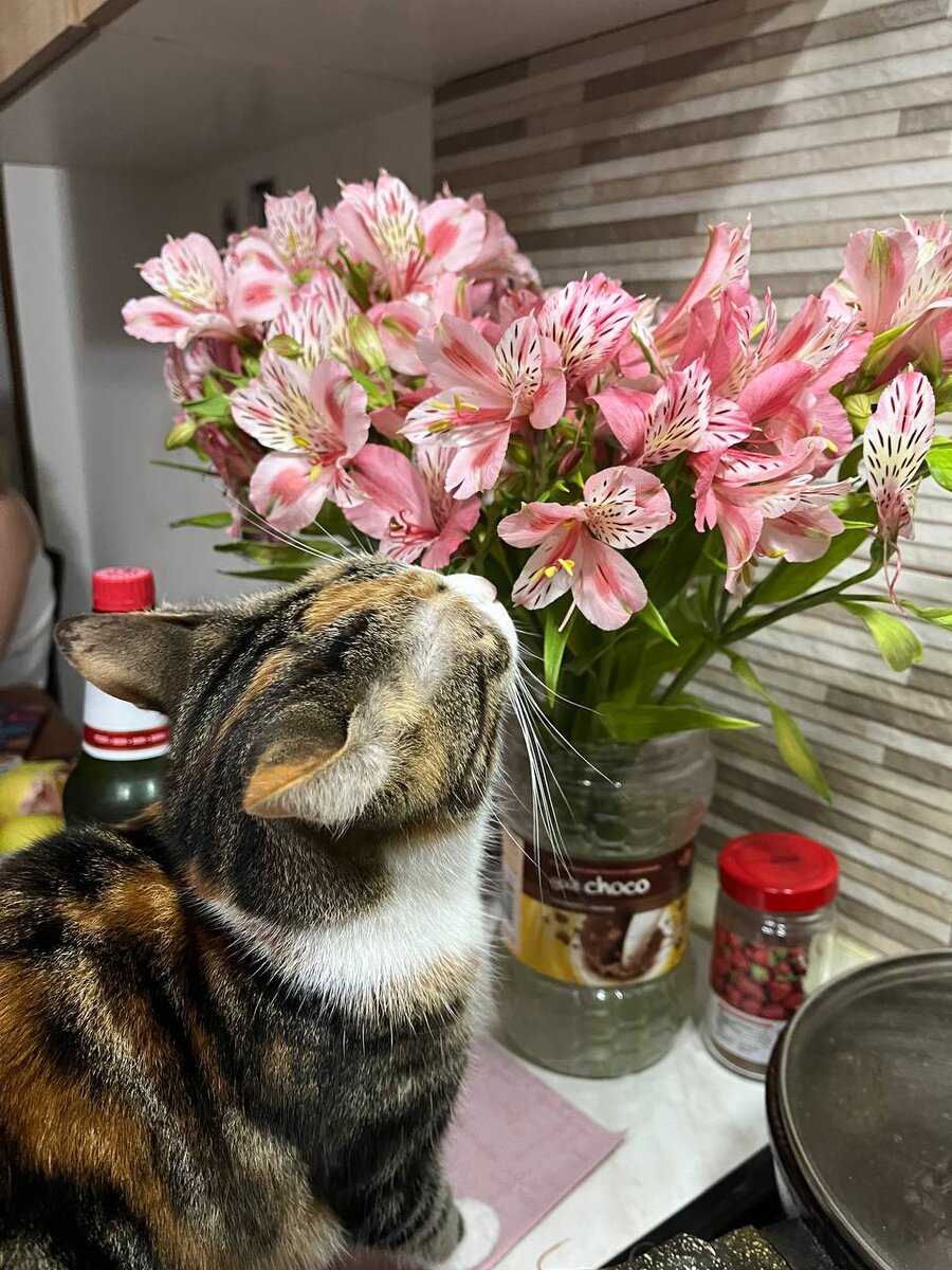 Люся любит созерцать и обнюхивать предметы, активные игры ей совсем неинтересны