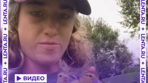 Утята приняли женщину за их маму | Lenta.ru | Дзен