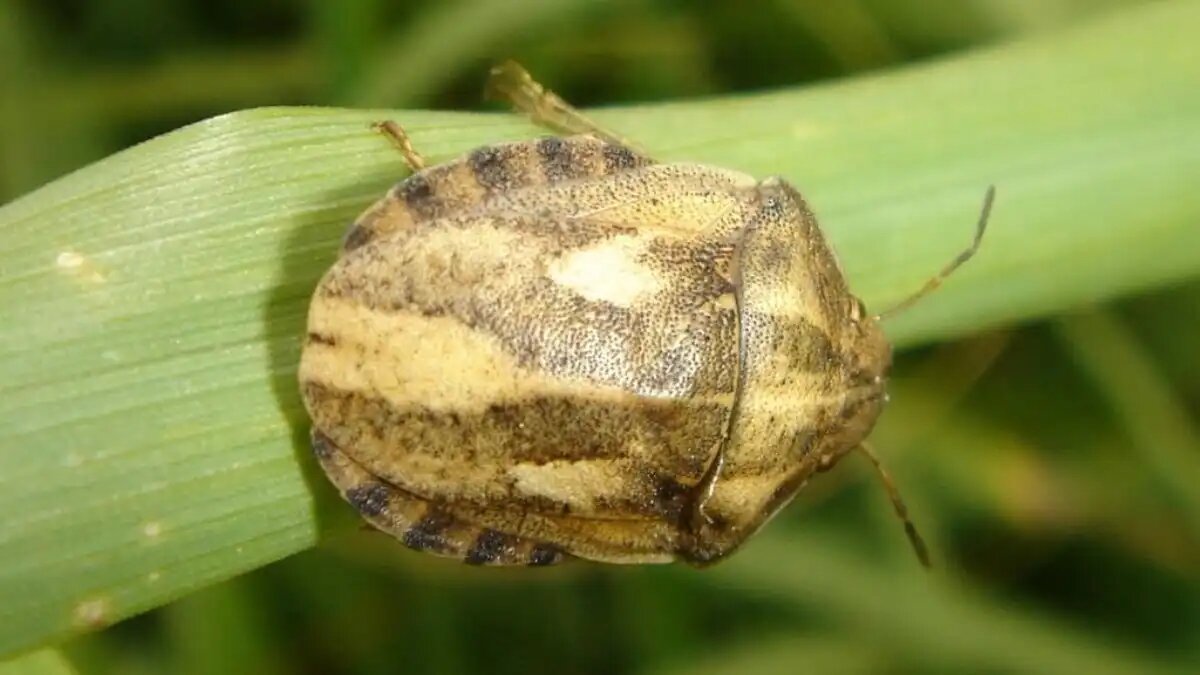 Фото:stop-klopu.com