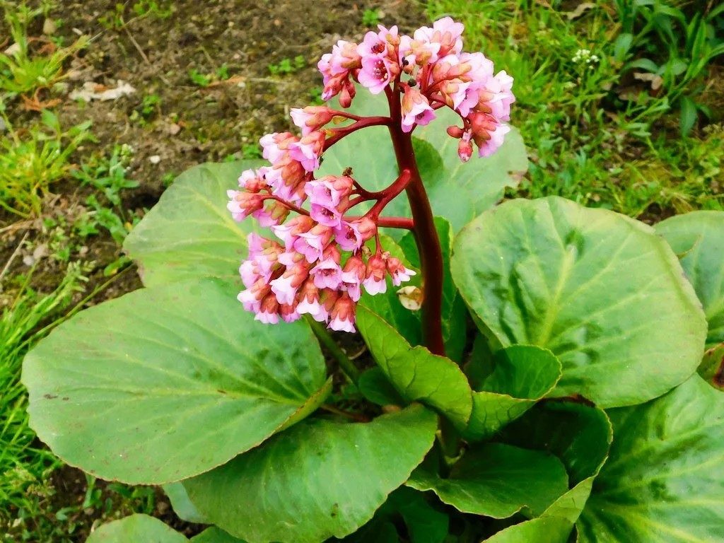 Бадан толстолистный. Бадан сердцелистный. Бадан толстолистный (в. crassifolia). Бадан толстолистный листья.