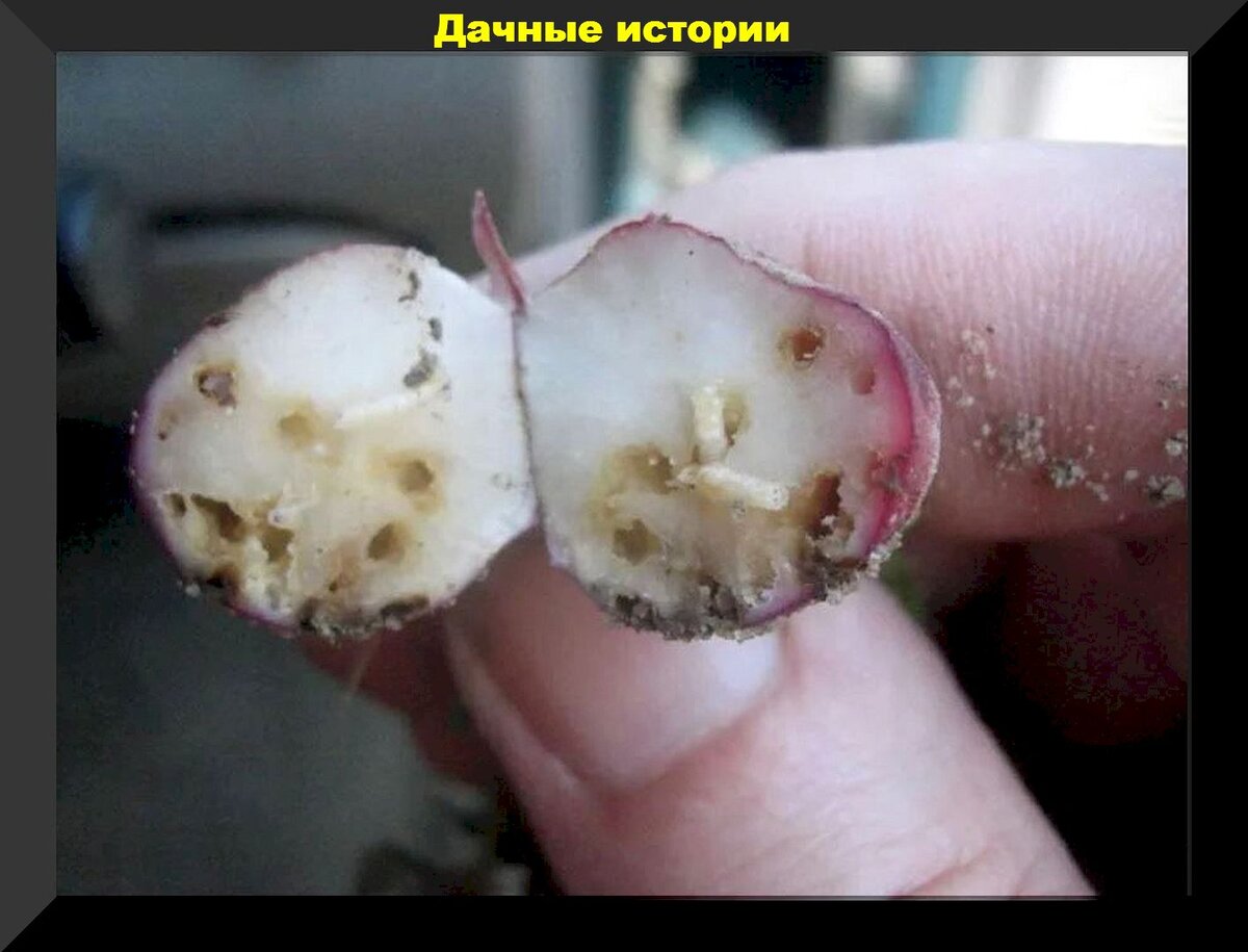https://vk.com/photo-159774511_457260898. Редис пораженный личинками капустной мухи
