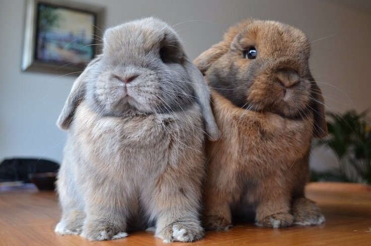 Кролики – это общительные животные, любящие компанию других кроликов. Кролик с сородичем никогда не чувствует себя одиноким. 