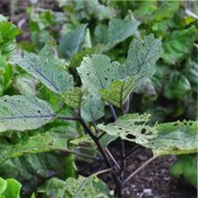 болезни и вредители баклажан