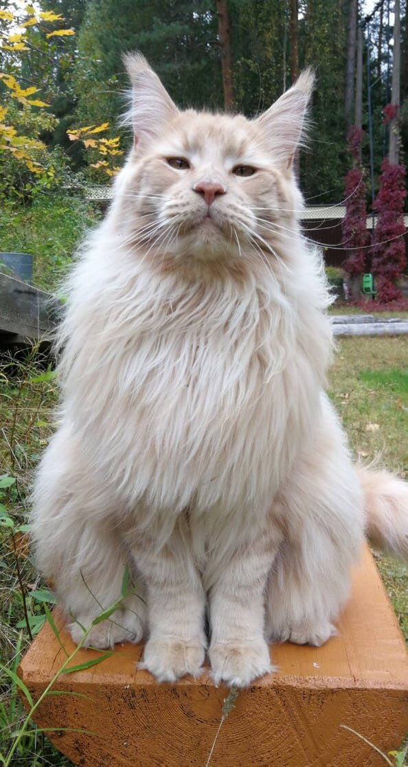 Фото из личного архива. Ранний кастрат ( 3 месяца) Опиум Котоамацуками на фото меньше полутора лет.