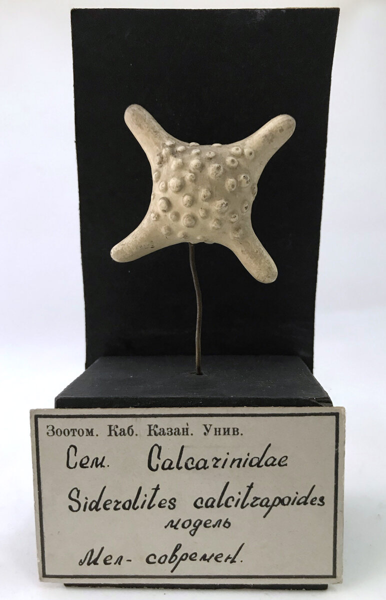 Гипсовая модель раковины фораминиферы. Экспонат Зоологического музей и гербария им. Э.А.Эверсмана