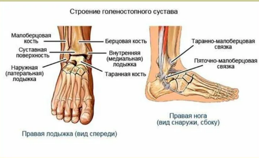 Рисунок взят с сайта: topuch.com
