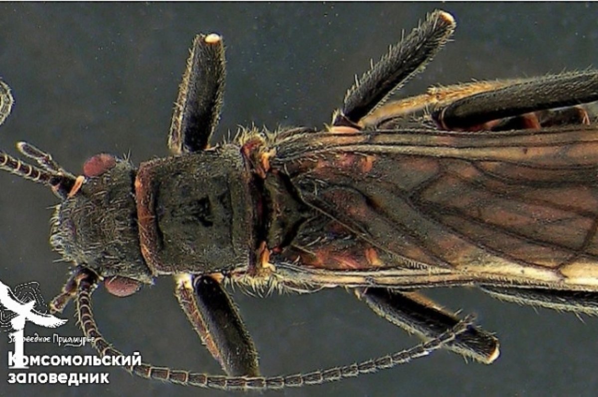    Новому виду насекомого в Комсомольском заповеднике дали название