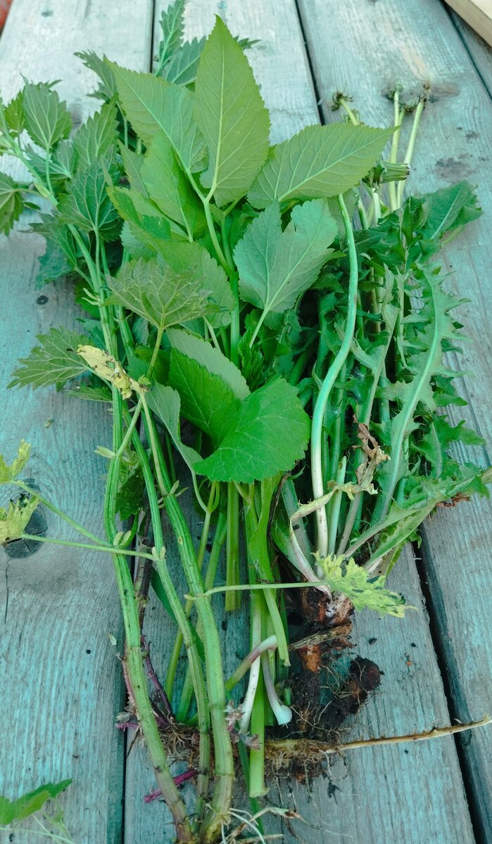 Крапива, сныть и одуванчик - эти растут везде и лесом.. Щавеля не видела.