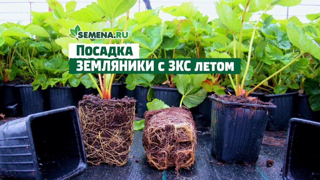 Методы посадки земляники: