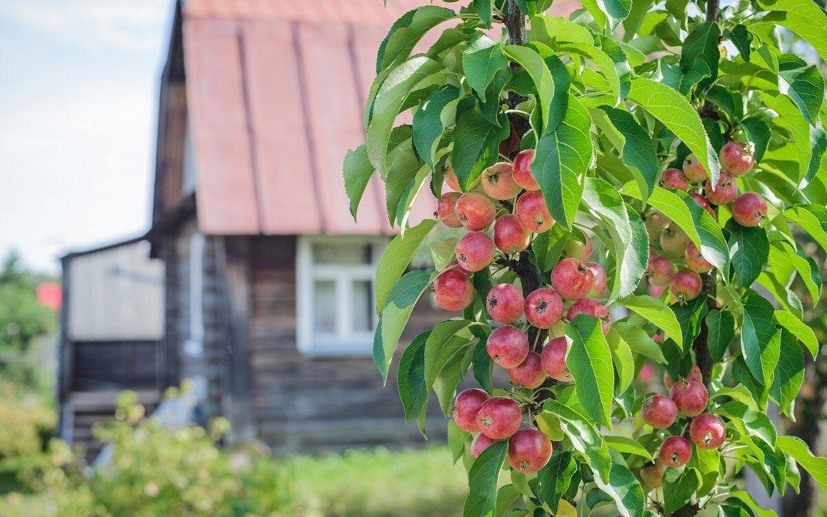 Колоновидные деревья яблони. Ранет Мажерова. Колоновидные яблони. Яблоня Ранет Мажерова.