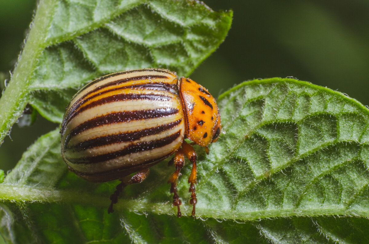    Колорадский жук не любит запах дёгтя