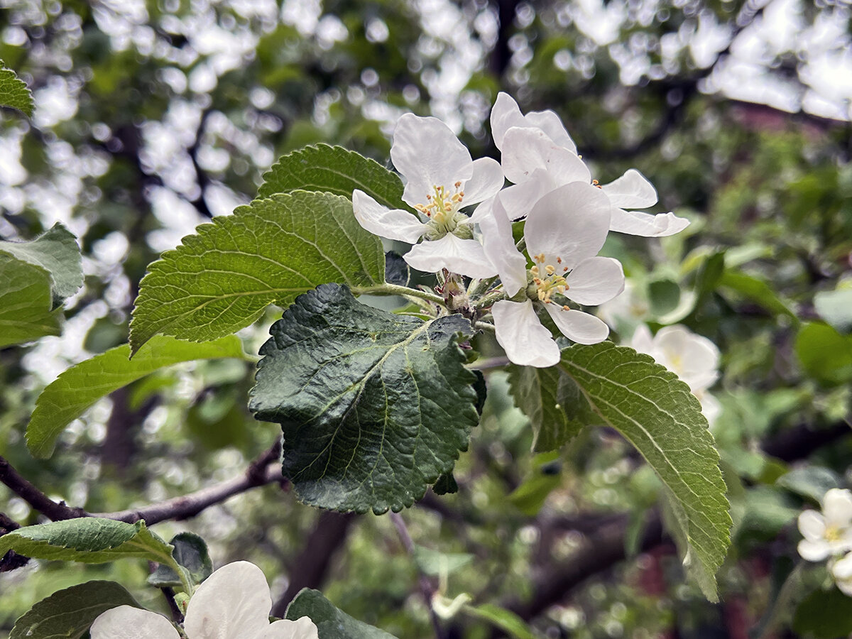 Яблони в саду музея Тарковского в Юрьевце. Фото автора. Листайте галерею, чтобы увидеть больше
