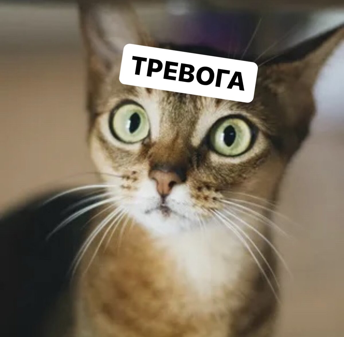 Из открытых источников 