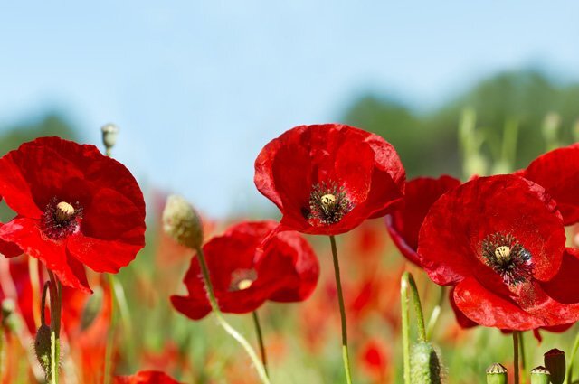    За какие цветы на дачном участке вас оштрафуют?