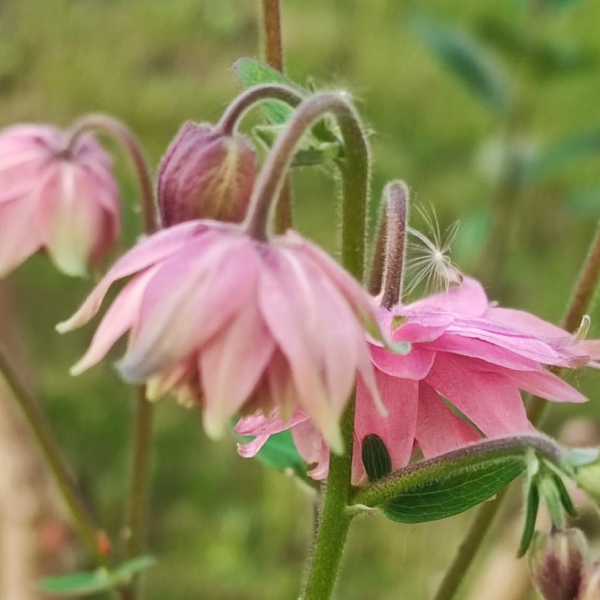 Моя аквилегия.