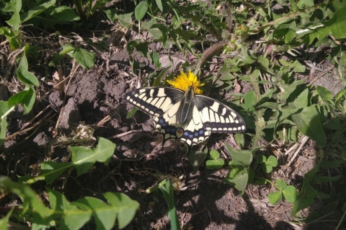    В Новосибирске заметили краснокнижную бабочку махаон