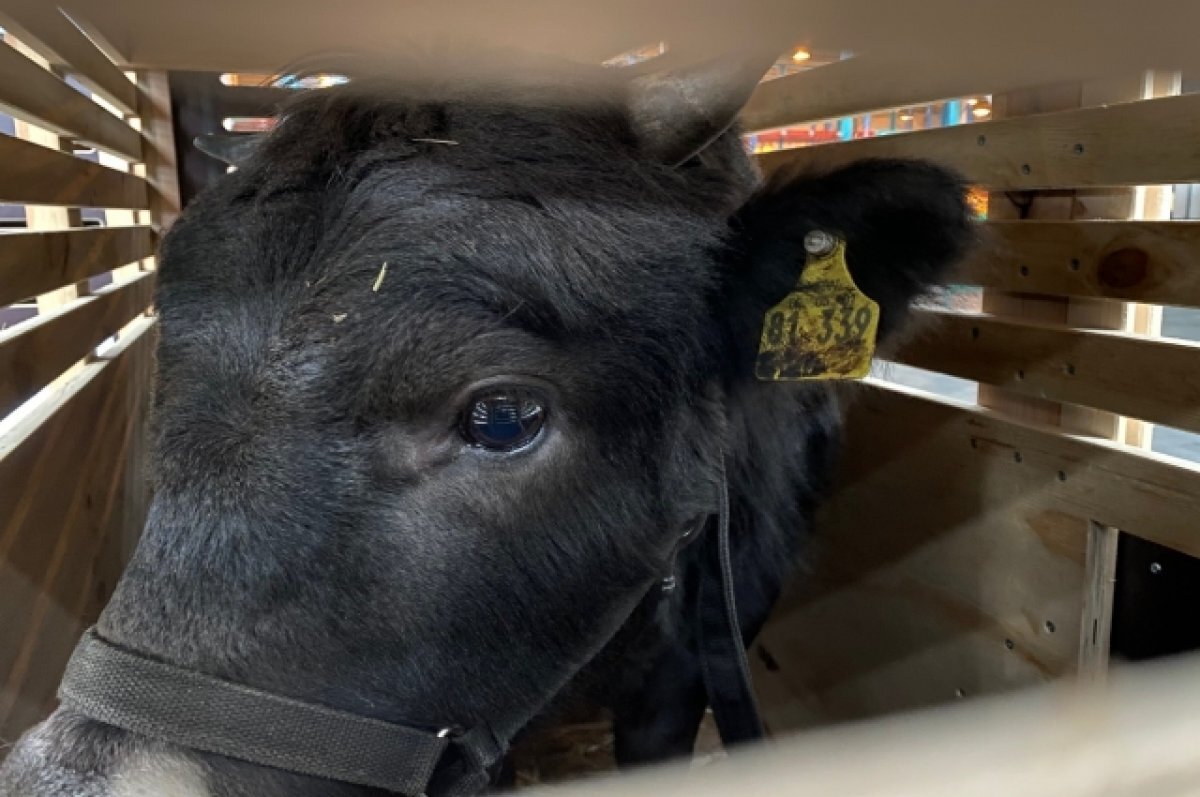    Из Красноярского края вывезли 7,5 тысяч свиней и 1,9 тысяч коров