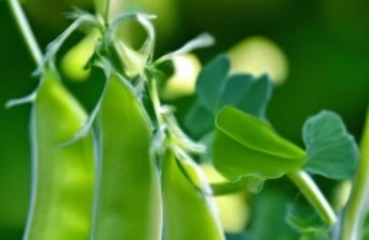    Защита гороха от ржавчины аскохитоза и роль воды при опрыскивании фунгицидами