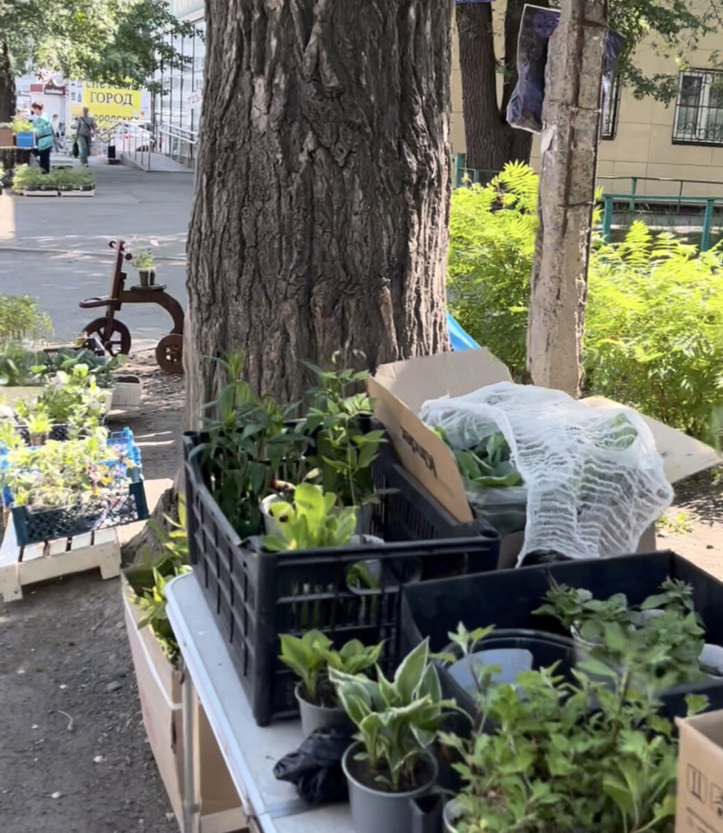 Народный рынок